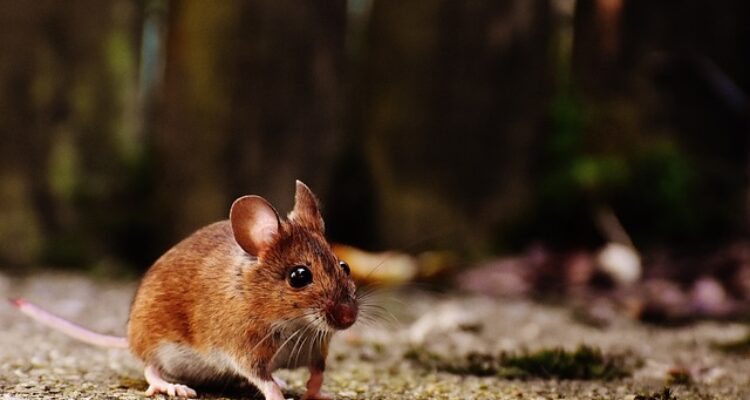 cara alami mengusir tikus di rumah yang paling ampuh