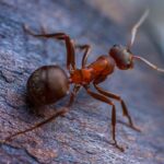 cara mengusir semut agar tidak datang lagi