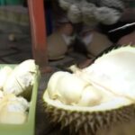 ulasan durian cengal bg.rizal kabupaten bogor