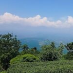 kebun teh cirangsad kabupaten bogor jawa barat