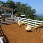 wooly sheep cafe sentul bogor