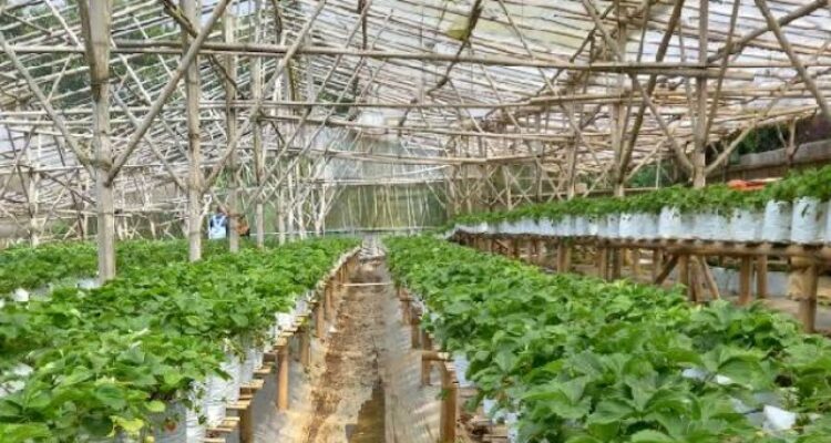 Wisata Kebun Strawberry Puncak Pass Farm Bogor