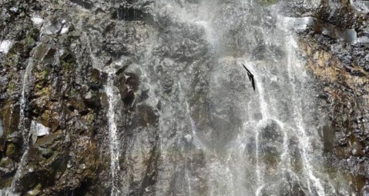 Perjalanan ke Tempat Wisata Air Terjun Curug Cigamea Bogor di Gunung Bunder Tahun 2025