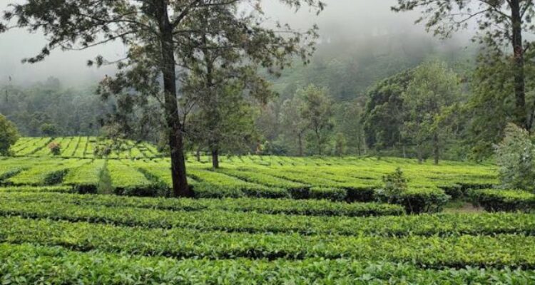 Jalan-Jalan ke Kebun Teh Puncak Bogor: Tempat Wisata Gratis yang Adem!
