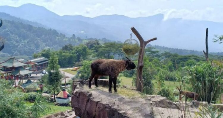 Keliling Taman Safari Puncak Bogor Naik Bus