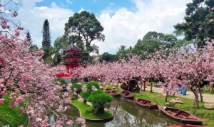 Mini Mania Puncak Bogor Review 2025: Harga Tiket, Wahana, dan Sakura Park Viral