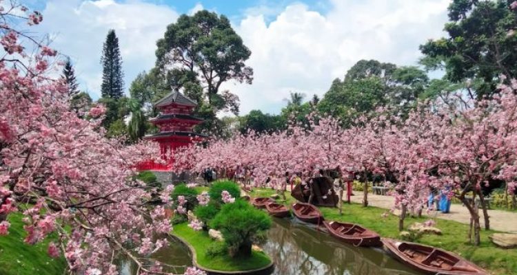 Mini Mania Puncak Bogor Review 2025: Harga Tiket, Wahana, dan Sakura Park Viral