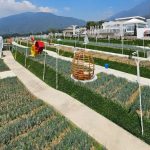 Artala Agroeduwisata Cianjur: Destinasi Spot Foto Gratis Puncak