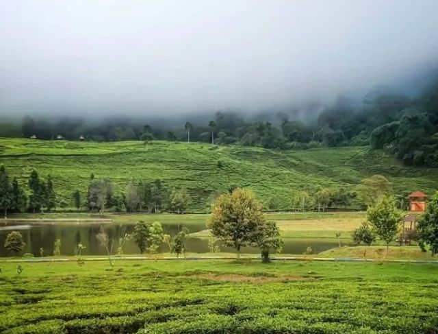 Wisata Alam Viral Telaga Saat 2026 dengan Panorama Perkebunan Teh di Puncak Bogor