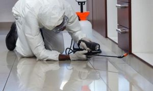 Tips Memilih Jasa Anti Rayap di Bogor Terpercaya dan Jujur