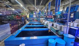 Review Toko Akuarium Terbesar di Bogor Menjual Ikan Hias dan Hewan Peliharaan Harga Murah