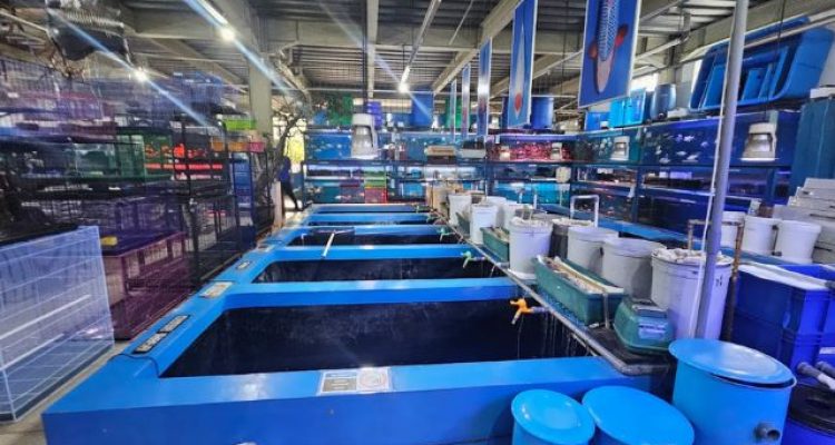 Review Toko Akuarium Terbesar di Bogor Menjual Ikan Hias dan Hewan Peliharaan Harga Murah