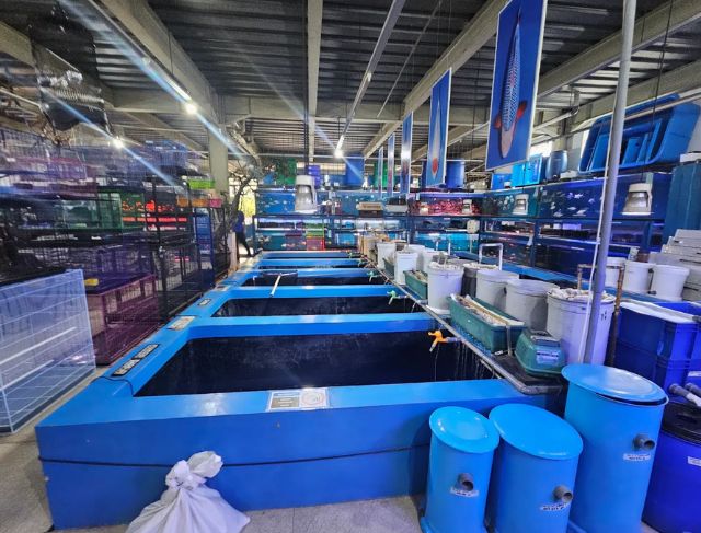 Review Toko Akuarium Terbesar di Bogor Menjual Ikan Hias dan Hewan Peliharaan Harga Murah