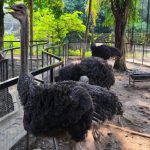 Review Wahana Baru dan Koleksi Satwa Green Park Zoo by D'Otentik Bogor