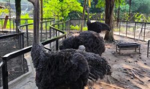 Review Wahana Baru dan Koleksi Satwa Green Park Zoo by D'Otentik Bogor
