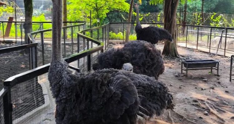 Review Wahana Baru dan Koleksi Satwa Green Park Zoo by D'Otentik Bogor