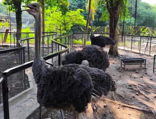 Review Wahana Baru dan Koleksi Satwa Green Park Zoo by D'Otentik Bogor